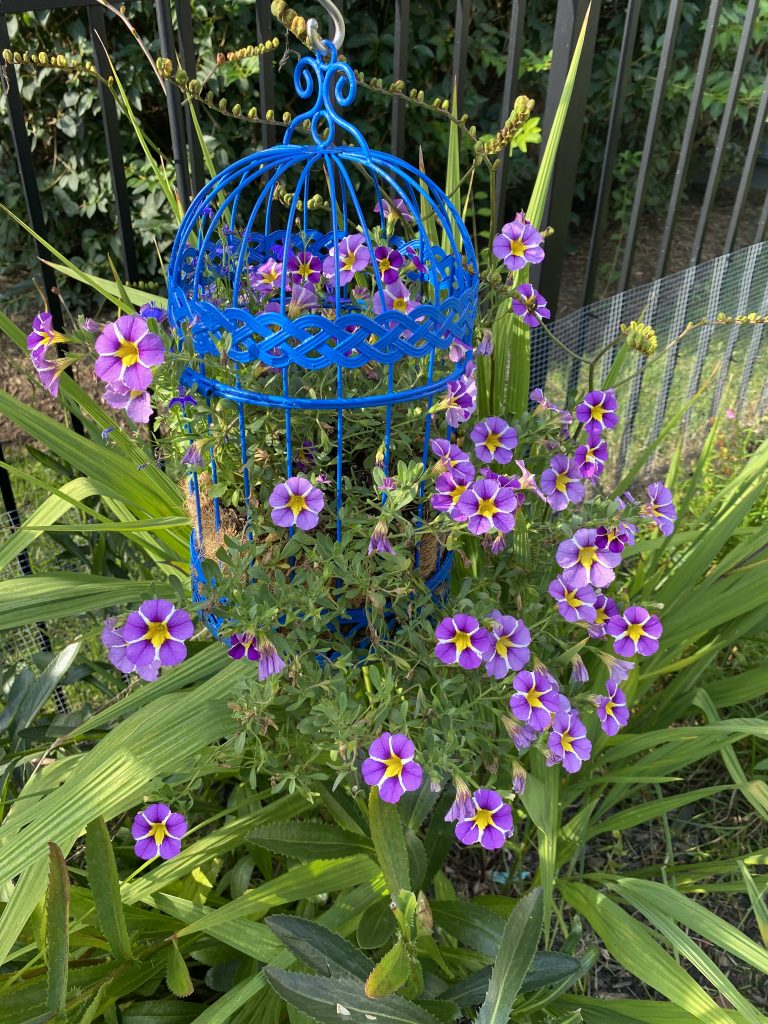 Late Summer Garden Tour