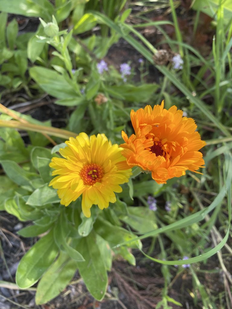 Late Summer Garden Tour