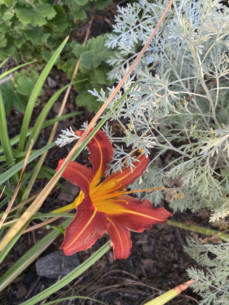 Late Summer Garden Tour