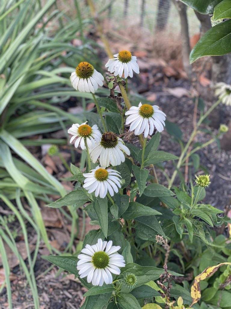 Late Summer Garden Tour