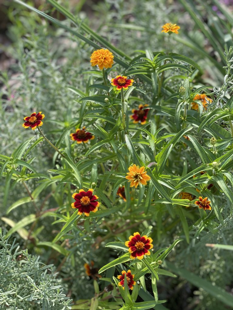 Late Summer Garden Tour