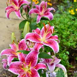 Oriental Stargazer lily -Mid Summer garden tour