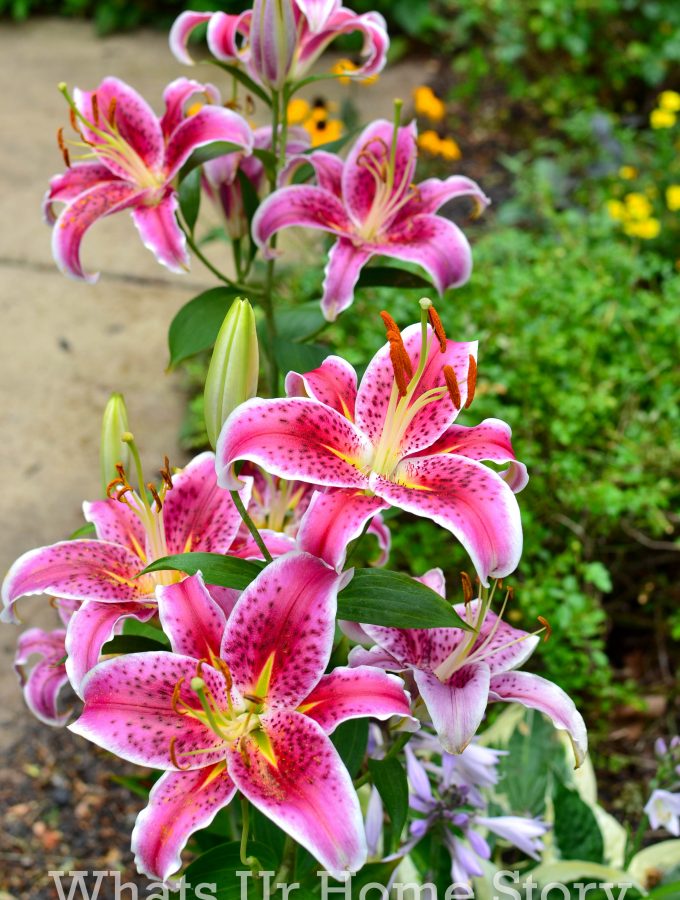 Oriental Stargazer lily -Mid Summer garden tour
