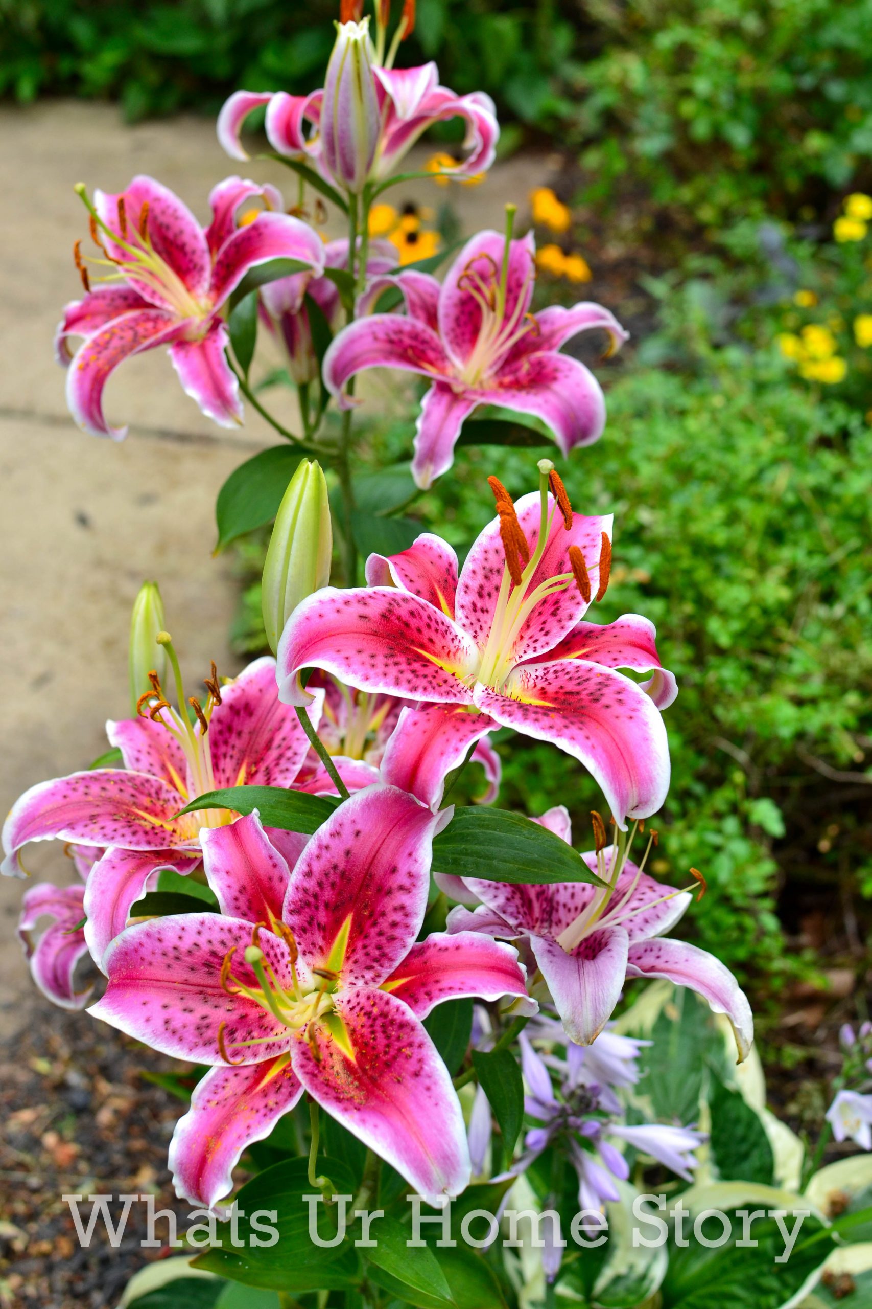 Mid Summer Garden Tour 2020 | Whats Ur Home Story