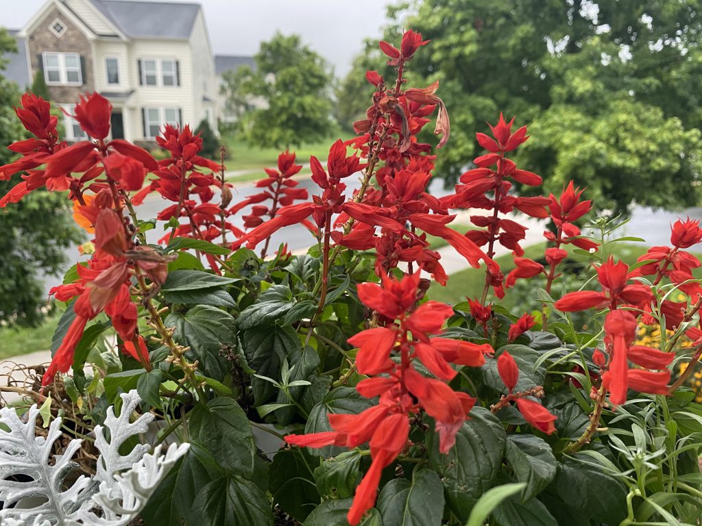 Late Summer Garden Tour