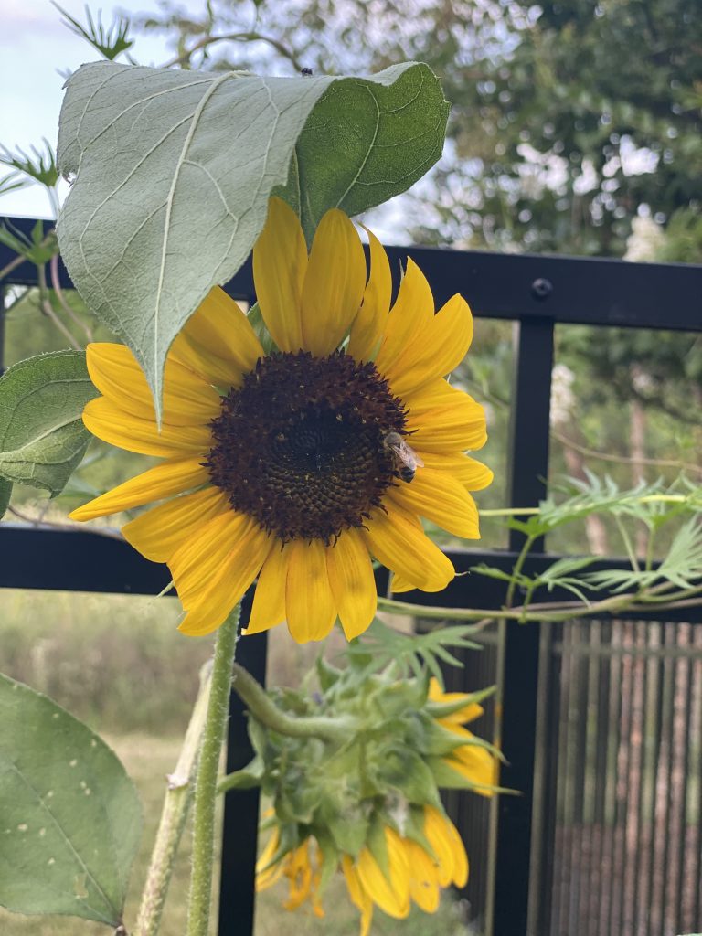 Late Summer Garden Tour