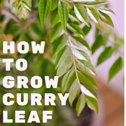 How to Grow Curry leaf in a Pot