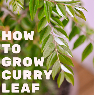 How to Grow Curry leaf in a Pot