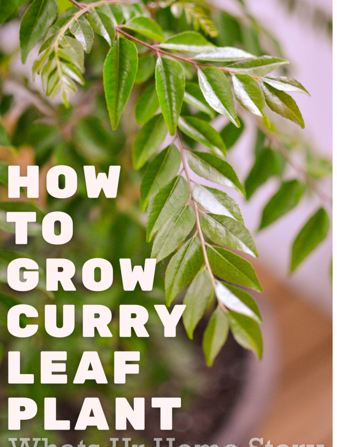 How to Grow Curry leaf in a Pot