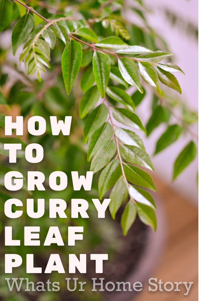 How to Grow Curry Leaf in a Pot