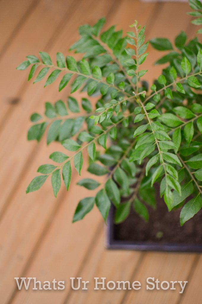 How to Grow Curry Leaf in a Pot