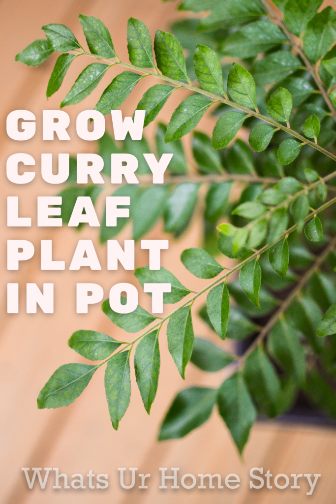 How to Grow Curry Leaf in a Pot