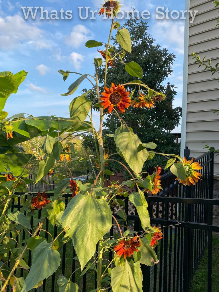 Early Fall Garden Tour