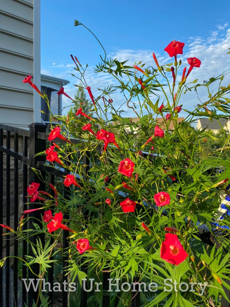 Early Fall Garden Tour