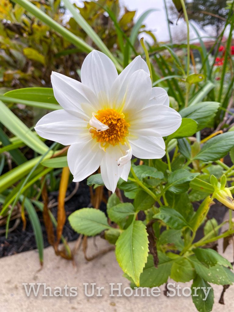 Late Fall Garden Tour Zone 6B