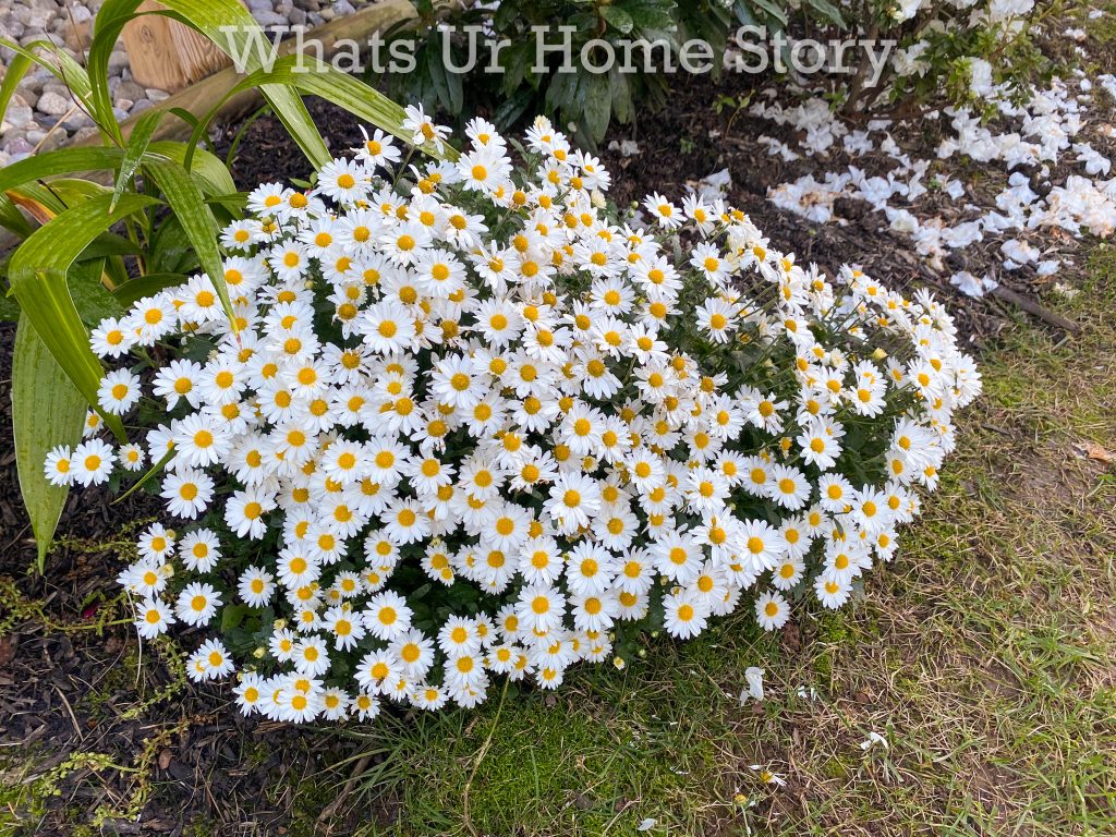 Late Fall Garden Tour Zone 6B