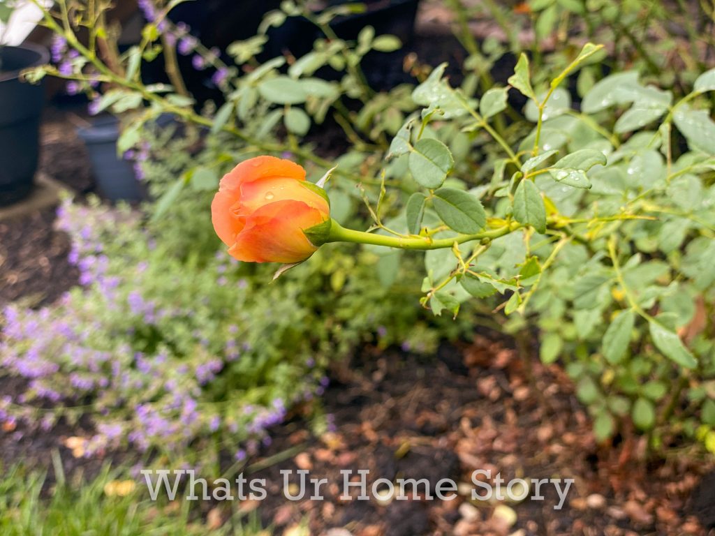 Early Fall Garden Tour