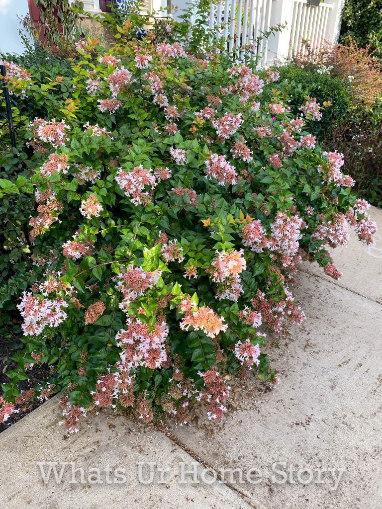 Early Fall Garden Tour