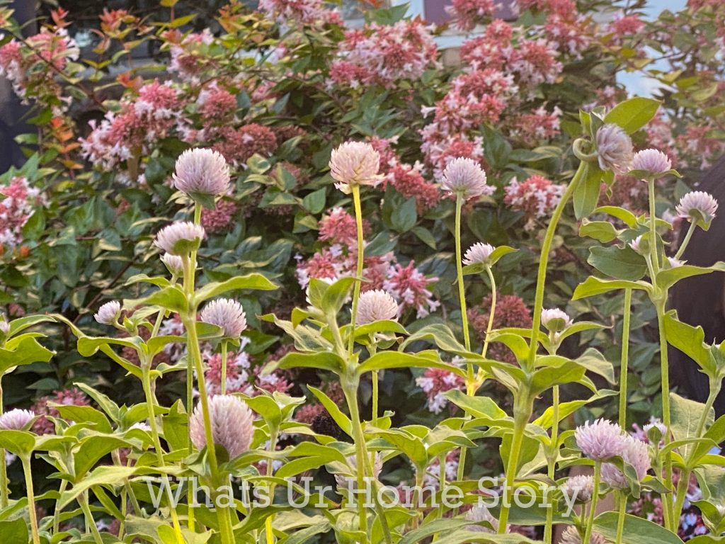 Early Fall Garden Tour