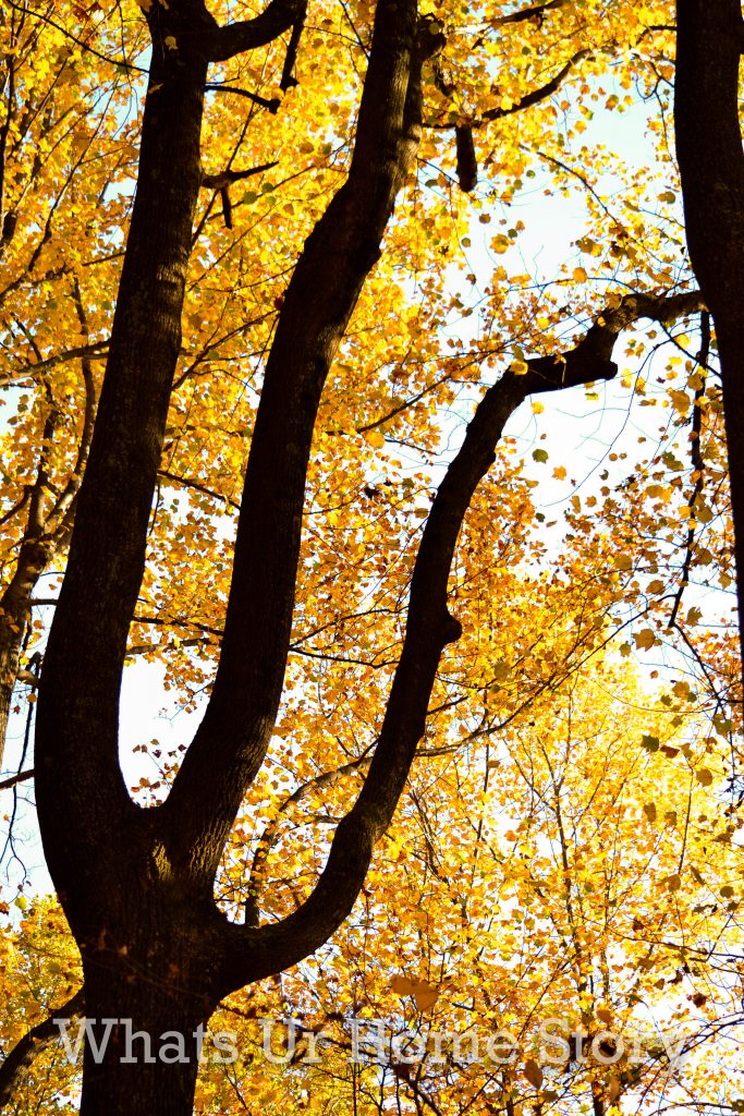 Fall Color 2020: Skyline Drive