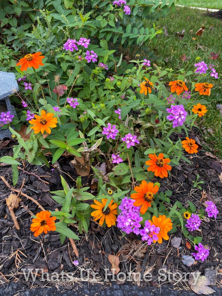 Late Fall Garden Tour Zone 6B