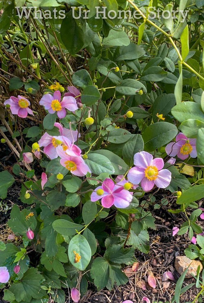 Late Fall Garden Tour Zone 6B