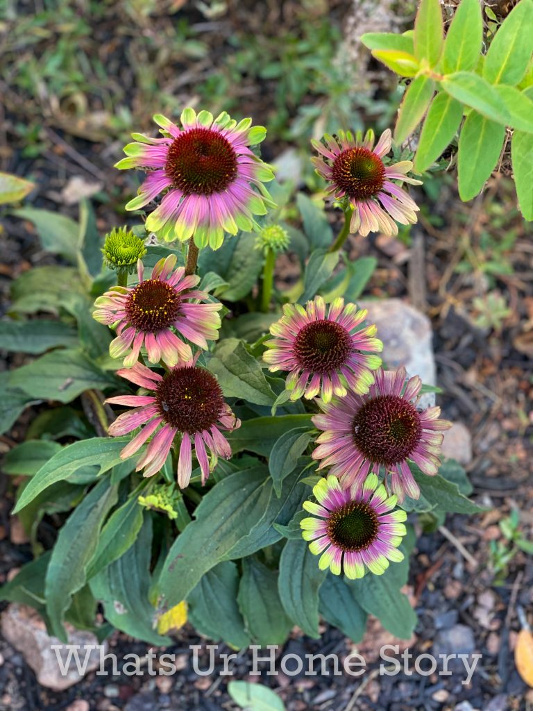 Late Fall Garden Tour Zone 6B