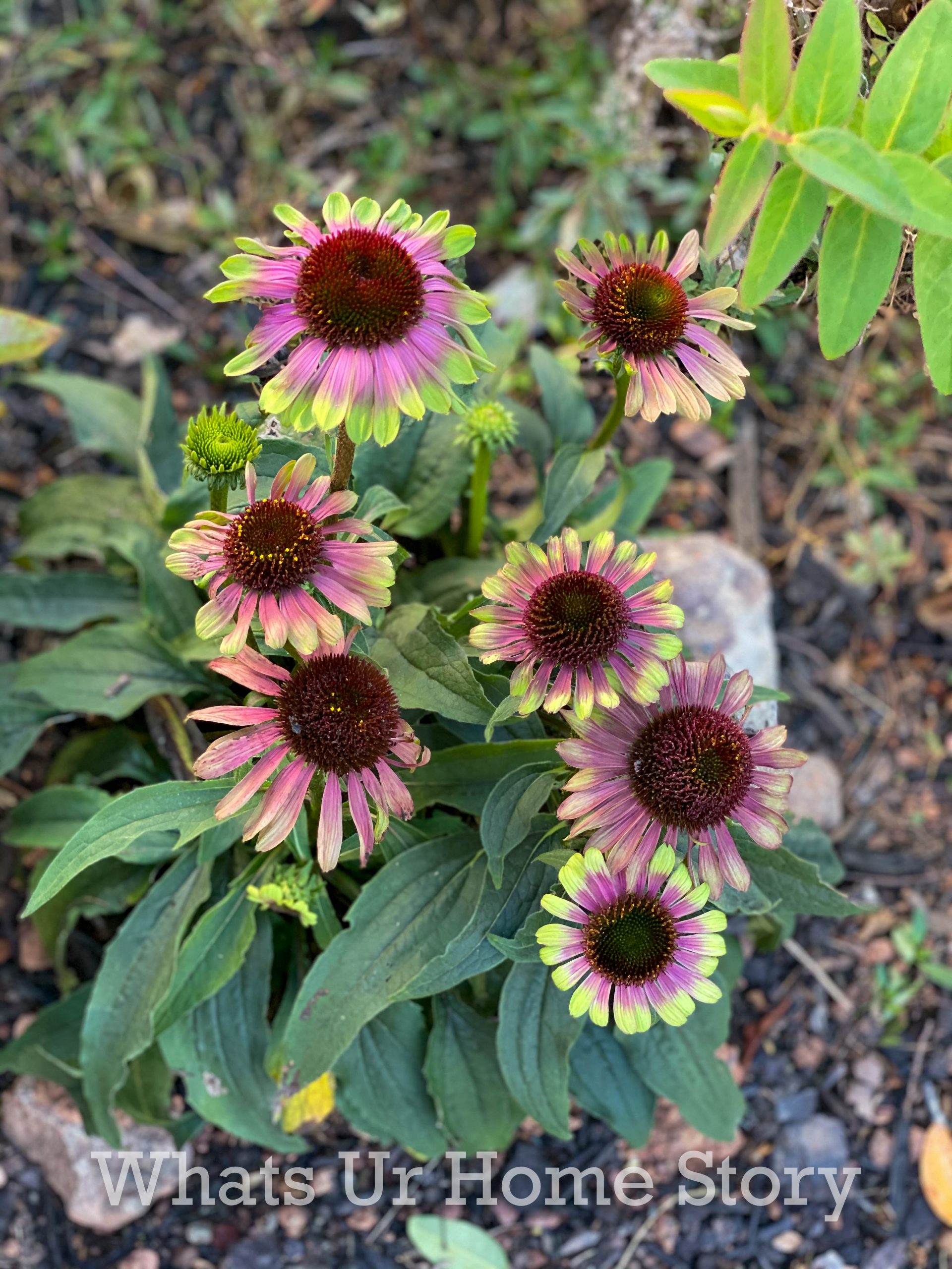 Late Fall Garden Tour Zone 6B | Whats Ur Home Story