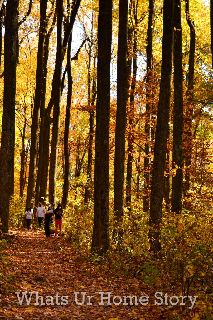 Fall Color 2020: Skyline Drive