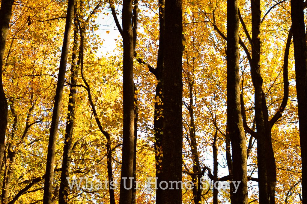 Fall Color 2020: Skyline Drive