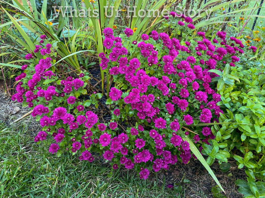 Late Fall Garden Tour Zone 6B