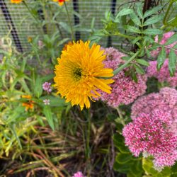 Fall garden flowers - mission giant yellow marigold and sedum autumn joy