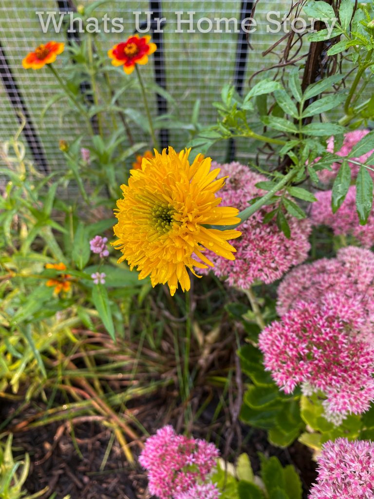 Early Fall Garden Tour