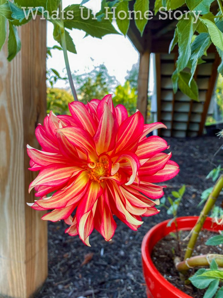 Early Fall Garden Tour