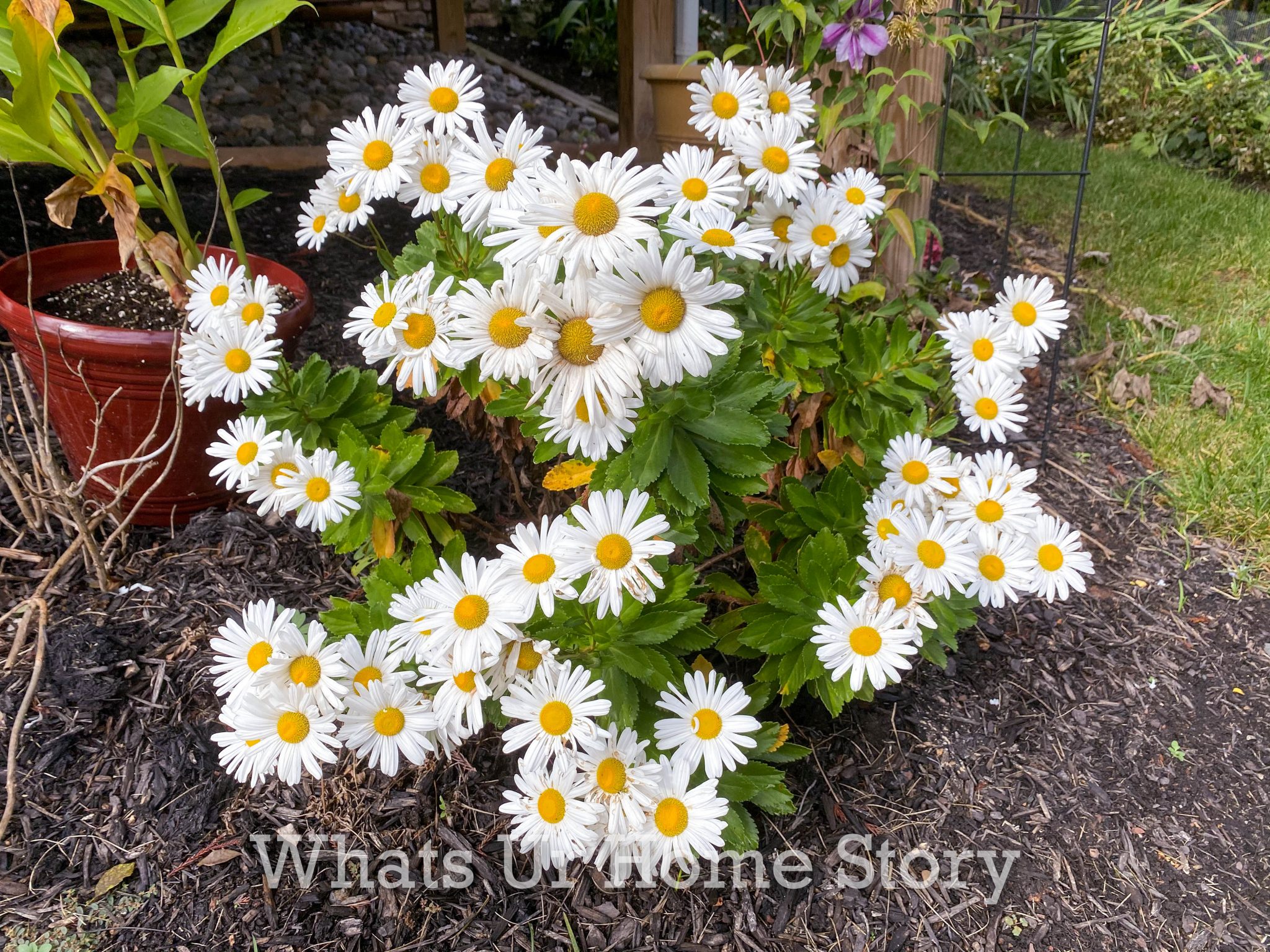 Late Fall Garden Tour Zone 6B | Whats Ur Home Story