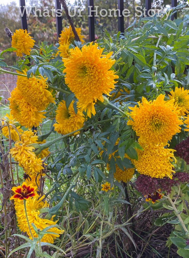 Late Fall Garden Tour Zone 6B