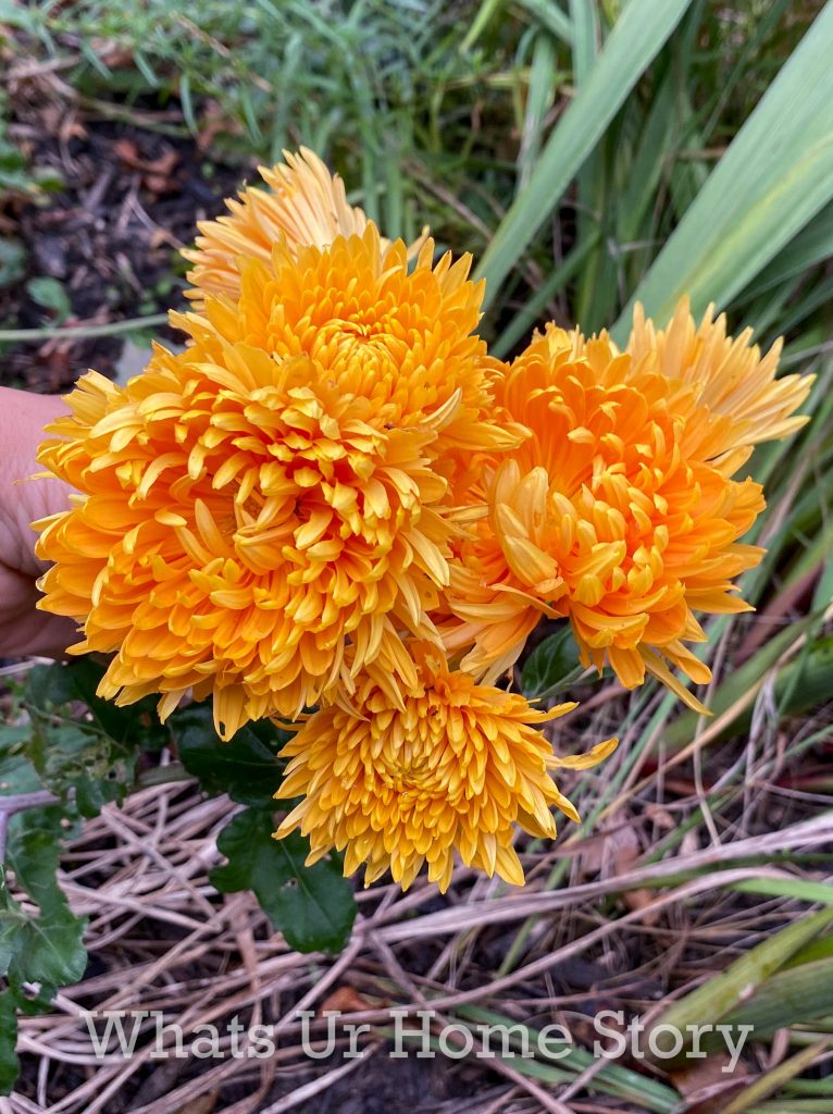 Late Fall Garden Tour Zone 6B