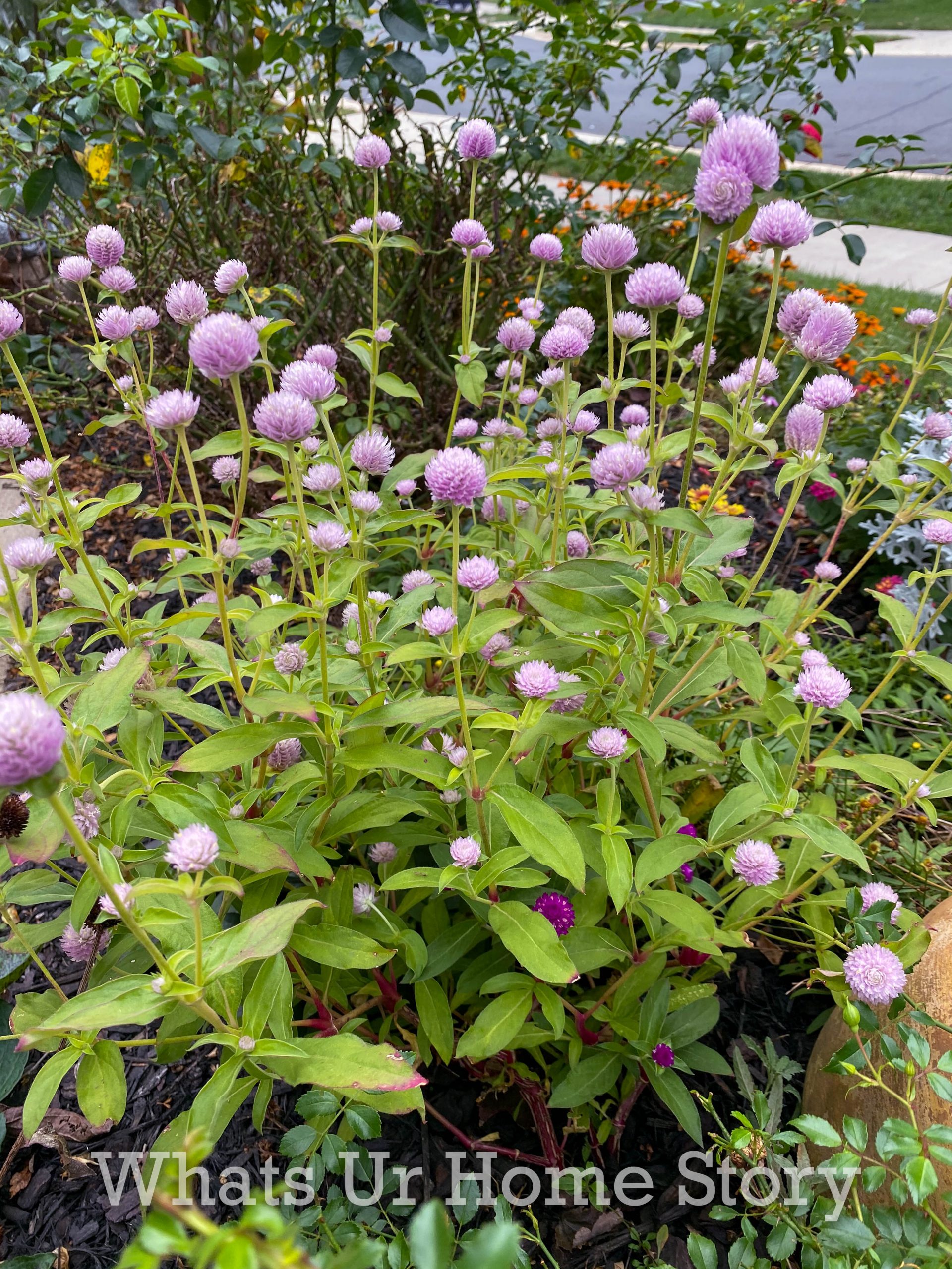 Late Fall Garden Tour Zone 6B | Whats Ur Home Story
