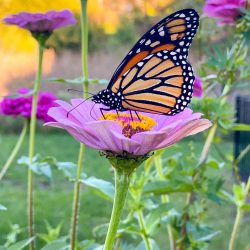 Pink-zinnia-and-monarch-butterfly