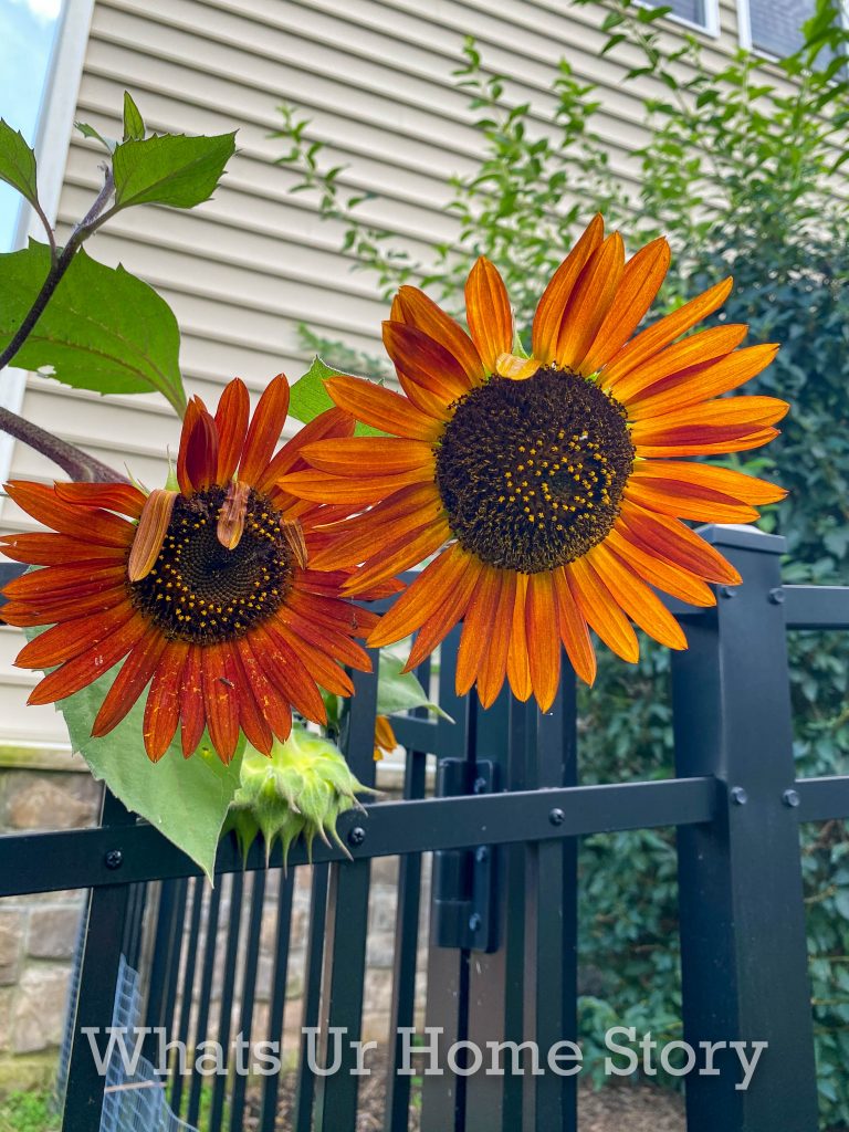 Early Fall Garden Tour