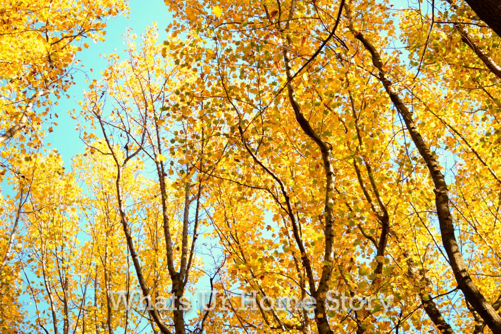 Fall Color 2020: Skyline Drive