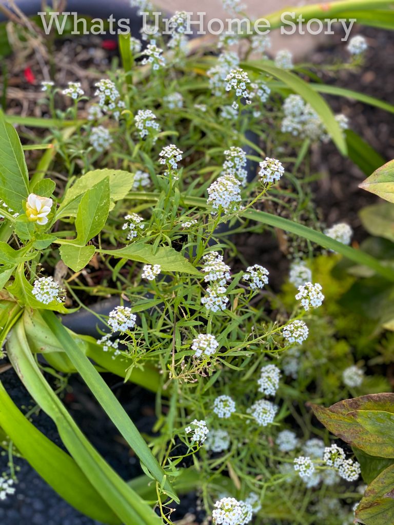 Late Fall Garden Tour Zone 6B