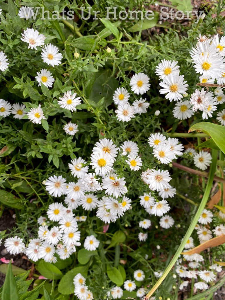 Early Fall Garden Tour