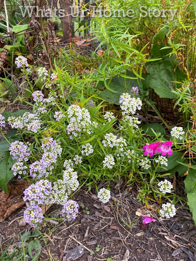 Late Fall Garden Tour Zone 6B