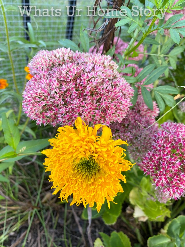 Early Fall Garden Tour