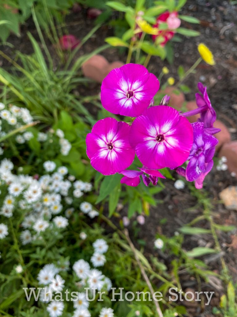 Early Fall Garden Tour