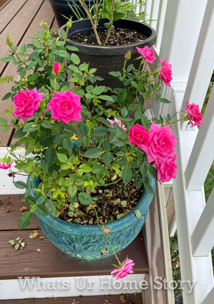 Early Fall Garden Tour