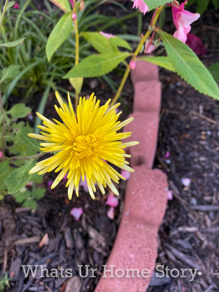 Early Fall Garden Tour