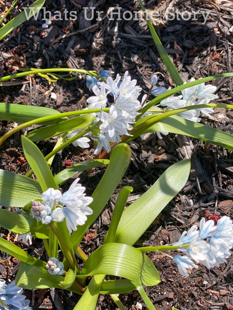 Early Spring Garden 2021