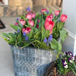 beautiful tulip planter-tulip and muscari